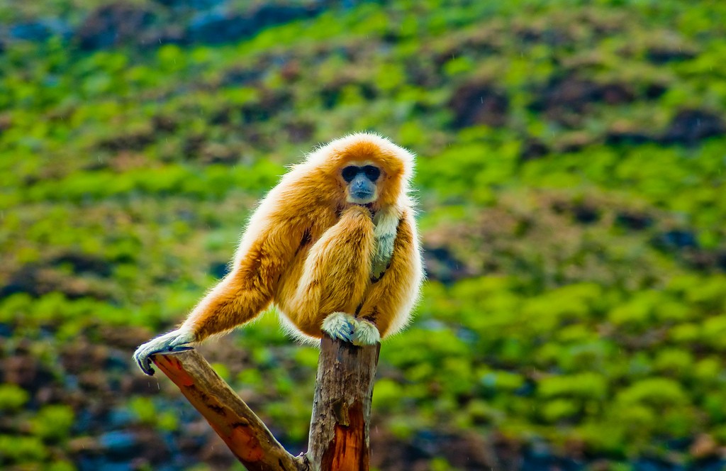 (CC BY 2.0)  License by Thomas Tolkien https://www.flickr.com/photos/tomtolkien/